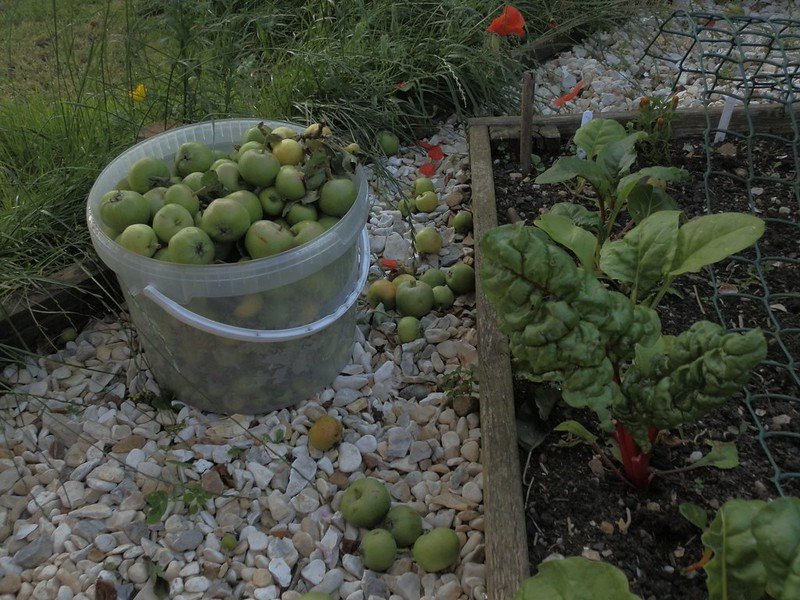 Apple Thinning Time.