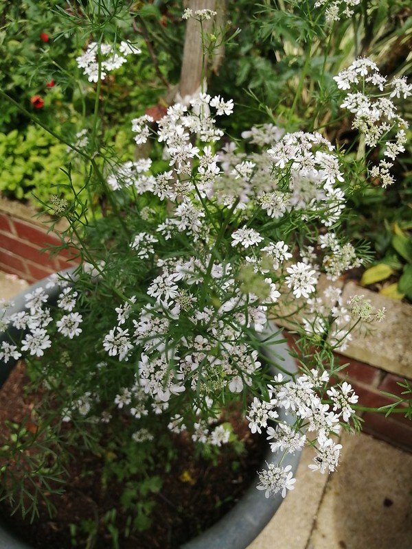Self-seeded Coriander.