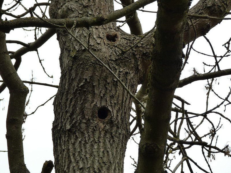 Woodpecker Homes.