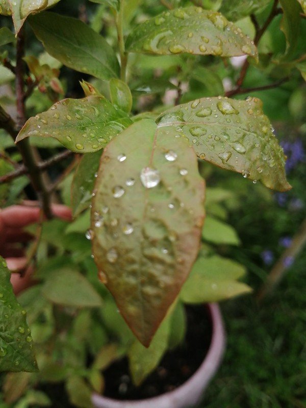 Rose leaf.