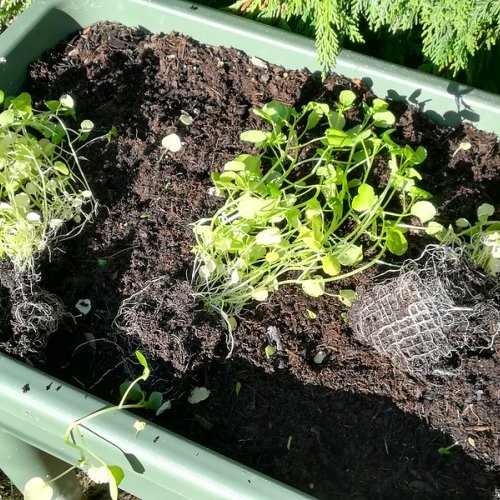 Split the root-ball into smaller pieces.