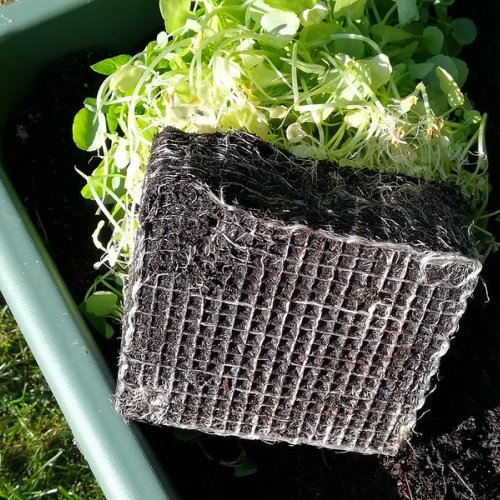 Tip the watercress out of its tub and look at the roots.