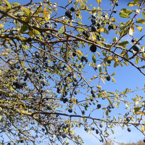 Sloes