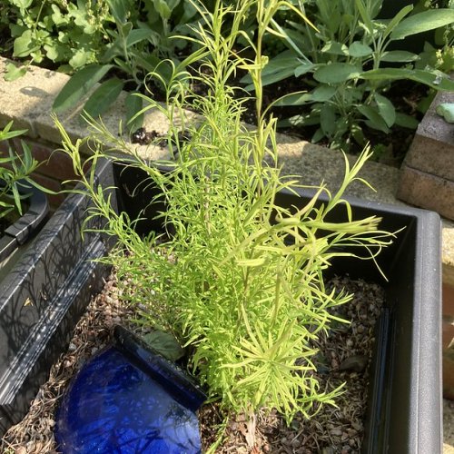 Tea-tree fronds. Resurrected!  