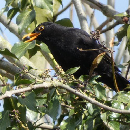 Blackbird eating ivy berries.