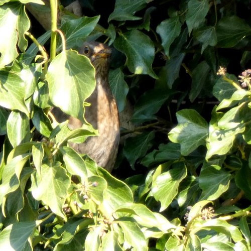 Female blackbird, nesting.