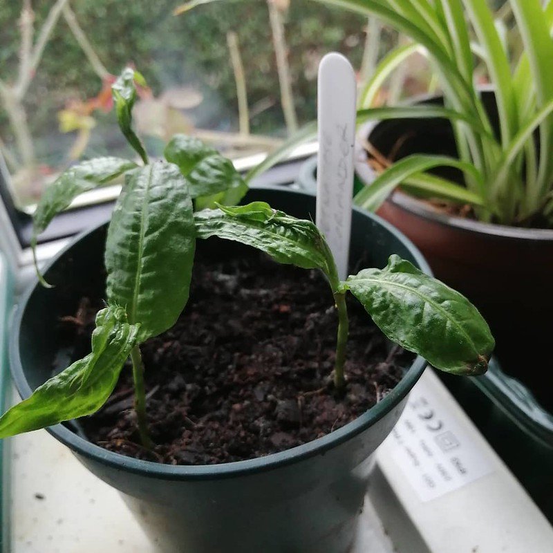 Vietnamese coriander.