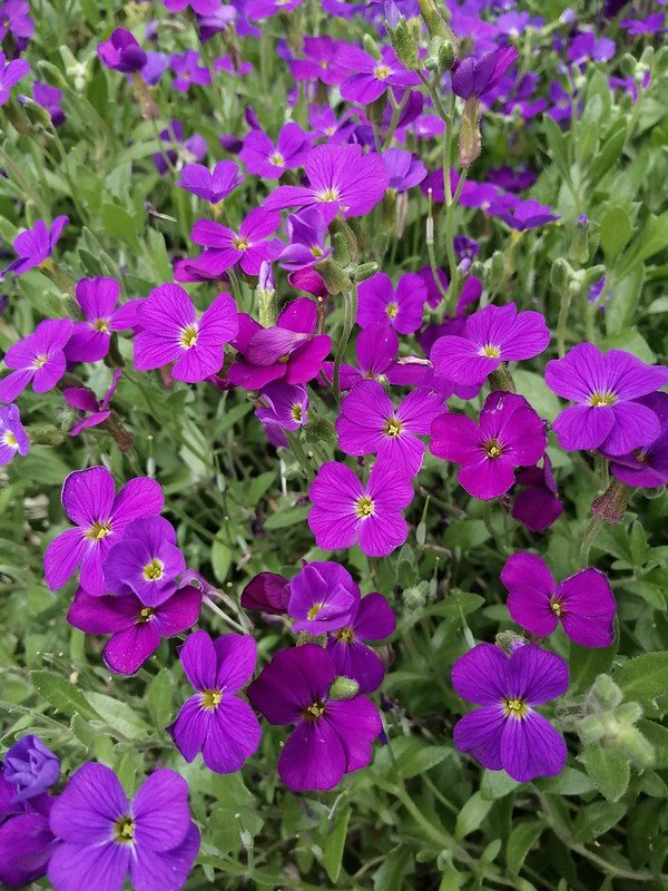 Aubretia.