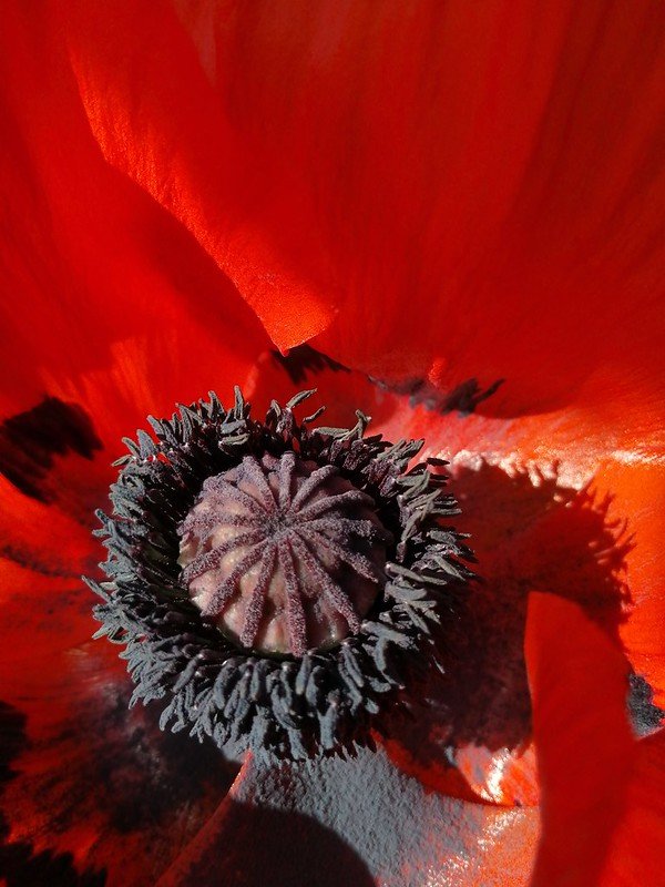 Poppy.