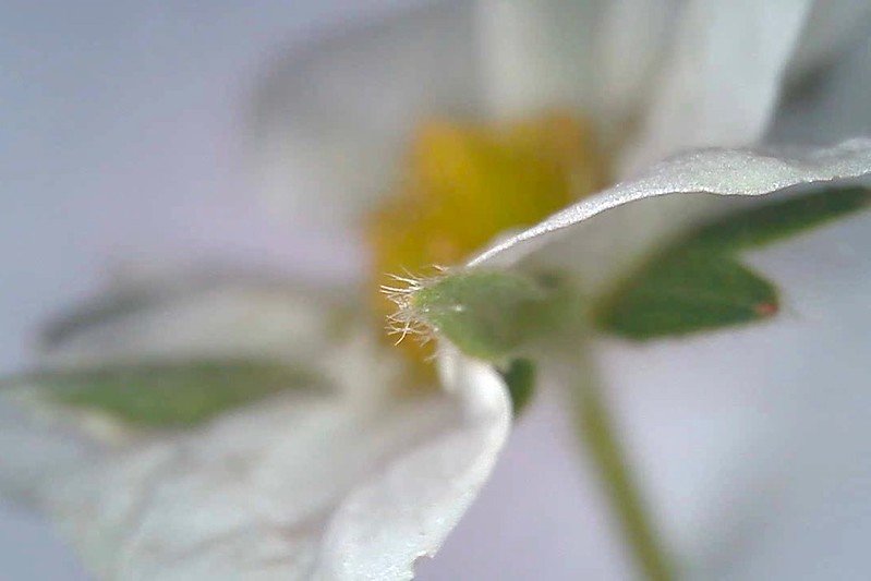 Strawberry flower through a USB microscope.