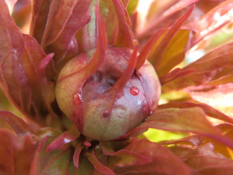 Peony bud.