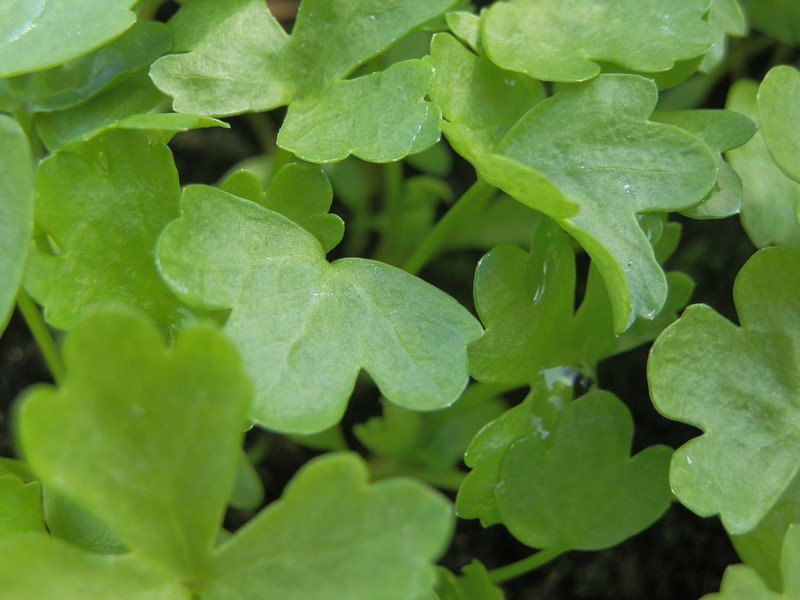 Buckler-leaved sorrel.